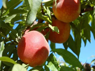 Rio Oso Gem Peach